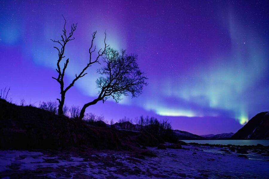Tromsø: Aurora Tour with Photos, Campfire and Arctic Food - Is $304 a fair price?