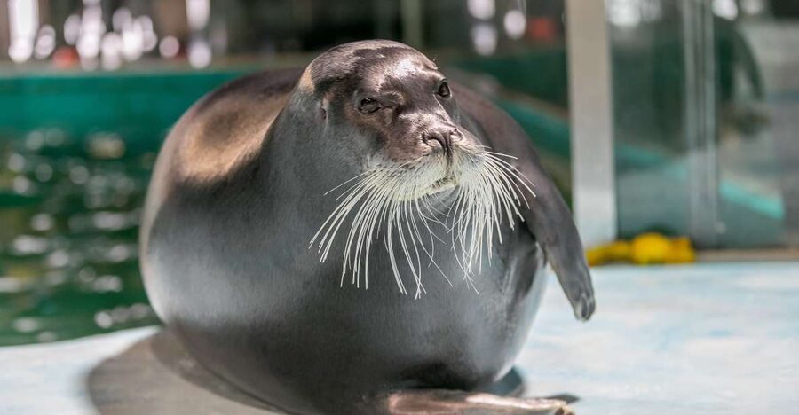 Tromsø: Entrance Ticket to Polaria - Meet Polaria’s bearded seals