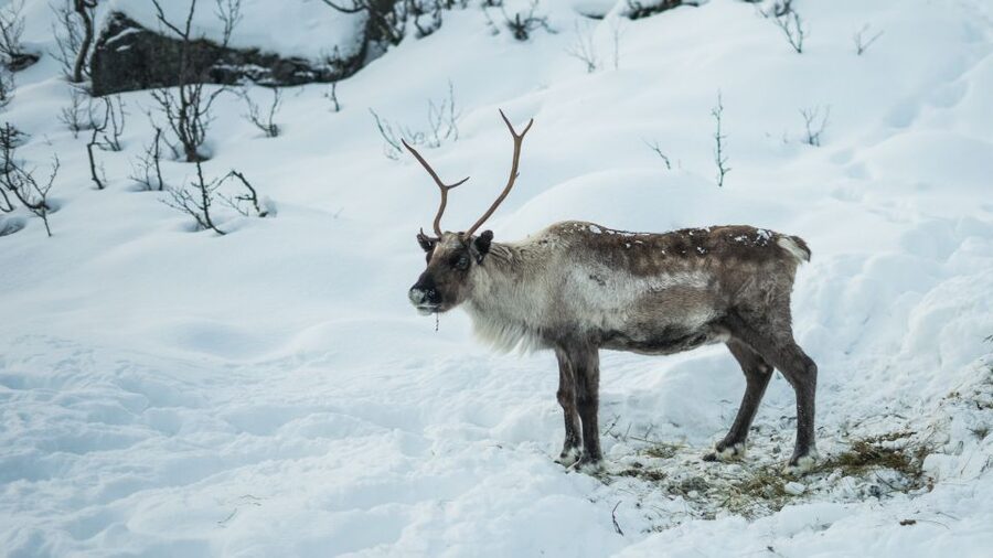 Tromsø: Exclusive Fjord Adventure by Bus - Key points to know before you go