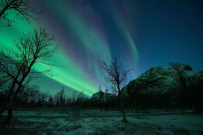 Tromsø: Express Aurora Hunt with Wandering Owl - Should You Book Wandering Owl’s Express Aurora Hunt?