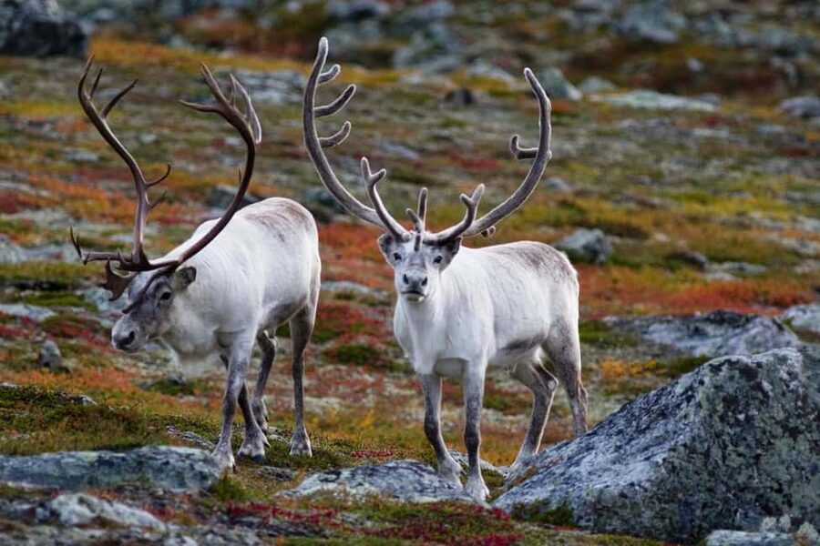 Tromso: Fjord Arctic Adventure Expedition - Beaches, viewpoints, and quiet corners