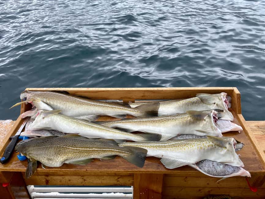 Tromsø: Fjord Fishing Cruise - From the Harbor Into the Fjords
