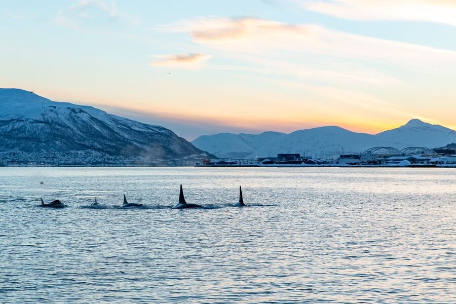 Tromsø: Fjord History Cruise with Snack and Drinks - Five things that make this cruise special