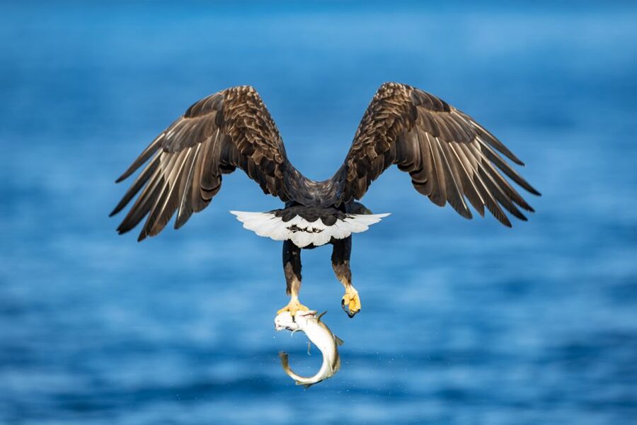Tromsø: Fjord History Cruise with Snack and Drinks - Who will enjoy Hermes II most?
