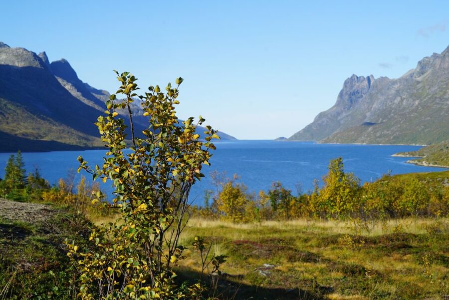 Tromsø: Fjord Sightseeing in a Tesla X Luxury Electric Car - Ersfjord and the best café pause