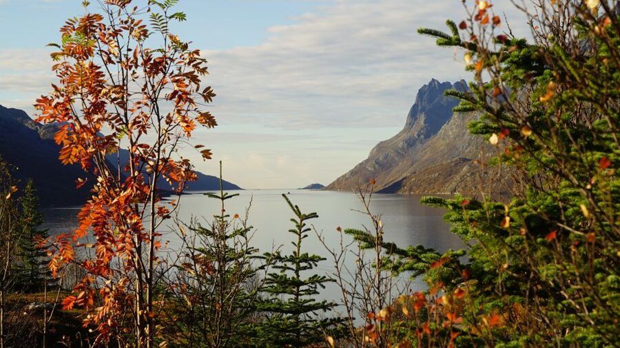 Tromsø: Fjord Sightseeing in a Tesla X Luxury Electric Car - What the guide adds to the ride