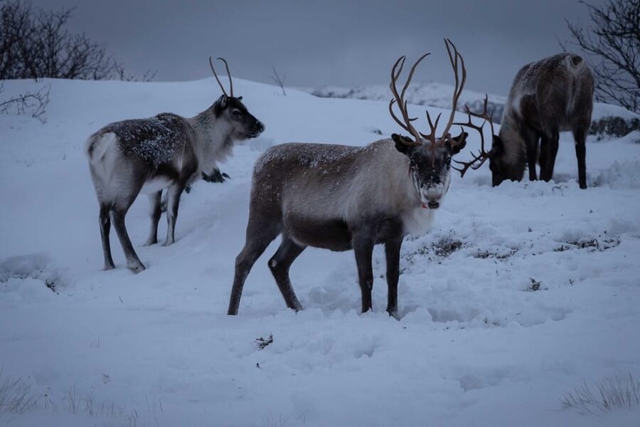 Tromsø: Fjords & Beaches Tour with Campfire and Arctic Food - Fjords, beaches, and places away from the crowds