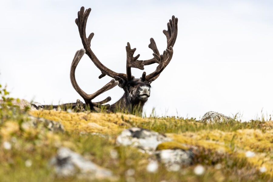 Tromso: Guided Fjord Expedition in Kvaløya with Light Lunch - The road to Sommarøy
