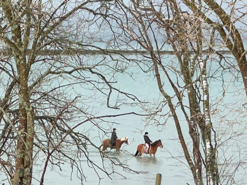Tromsø: Horseback Riding Tour - Riding the shore when the tide allows