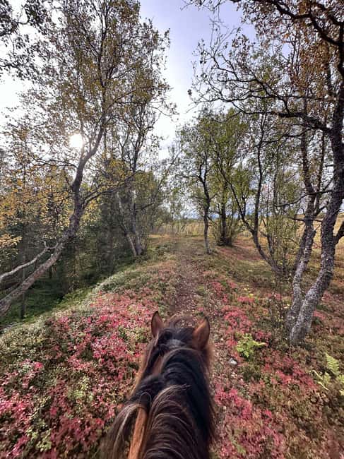 Tromsø: Horseback Riding Tour - Who should book this Tromsø horse ride?