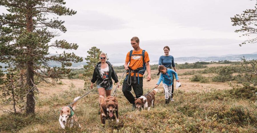 Tromsø: Husky Hike and Puppy Visit with Traditional Lunch - Key points to know before booking