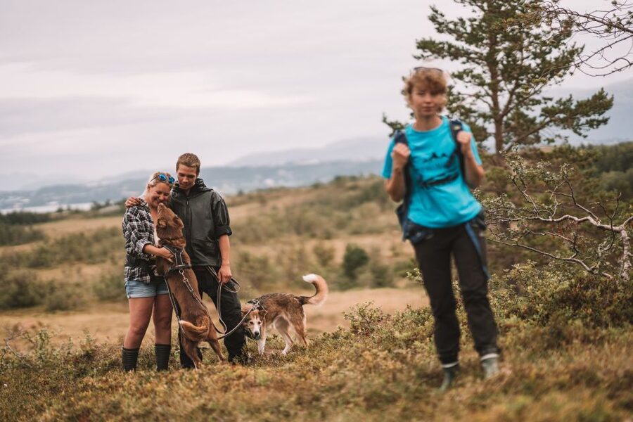Tromsø: Husky Hike and Puppy Visit with Traditional Lunch - Price, timing, and practical value