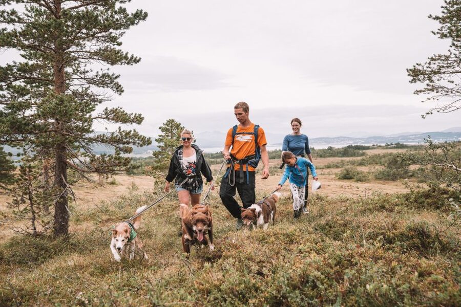 Tromsø: Husky Hike and Puppy Visit with Traditional Lunch - Should you book the Tromsø husky hike?