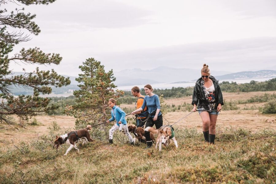 Tromsø: Husky Hike and Puppy Visit with Traditional Lunch - Hiking with a dog that wants to move