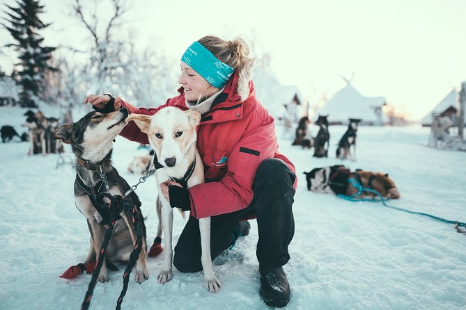 Tromso Husky Self-Drive Sledding with Cake and Drink in Lavvu - Key points at a glance
