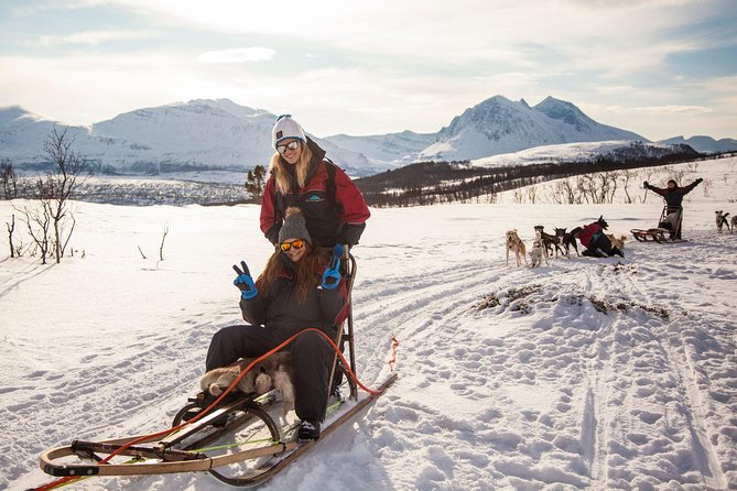 Tromso Husky Self-Drive Sledding with Cake and Drink in Lavvu - Meeting 130 Alaskan Huskies