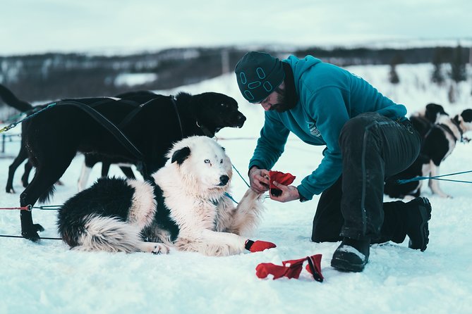 Tromso Husky Self-Drive Sledding with Cake and Drink in Lavvu - The lavvu, cake, and hot drink