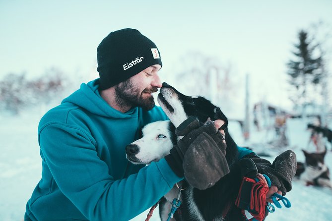 Tromso Husky Self-Drive Sledding with Cake and Drink in Lavvu - Who will enjoy this most?