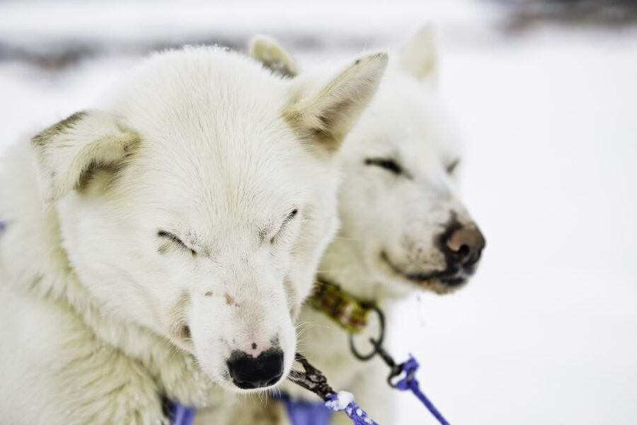 Tromsø: Husky Sled Self-Drive with Traditional Lunch - Key points at a glance