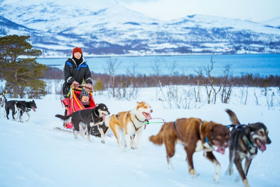 Tromsø: Husky Sled Self-Drive with Traditional Lunch - Who will enjoy this most?