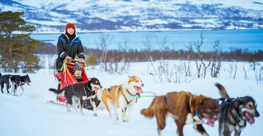 Tromsø: Husky Sled Self-Drive with Traditional Lunch - Taking control of a five-dog team