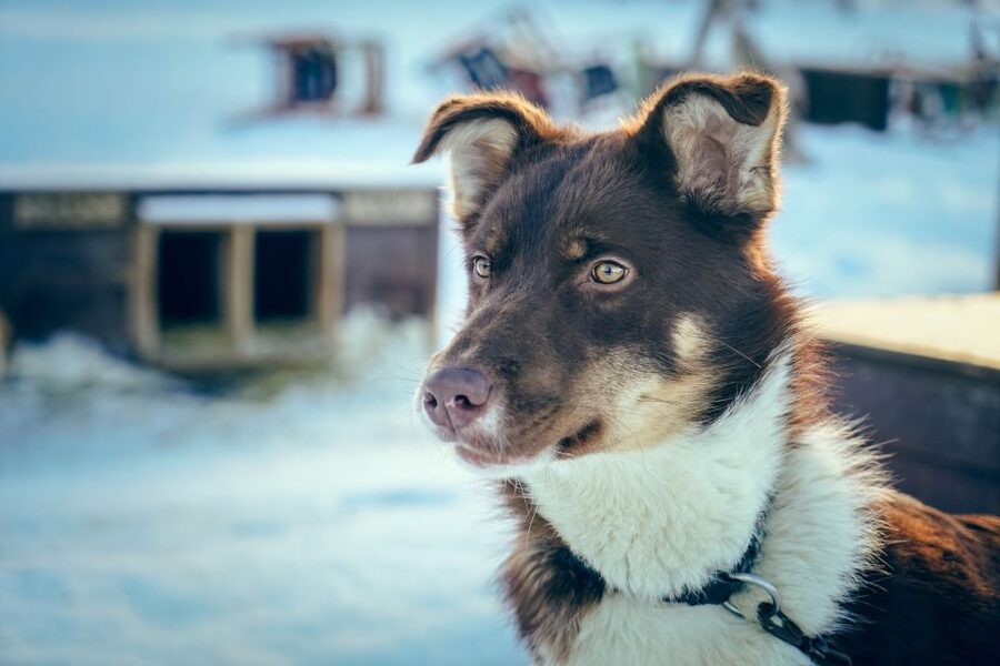 Tromsø: Husky Sled Self-Drive with Traditional Lunch - Warming up inside the Gamme hut