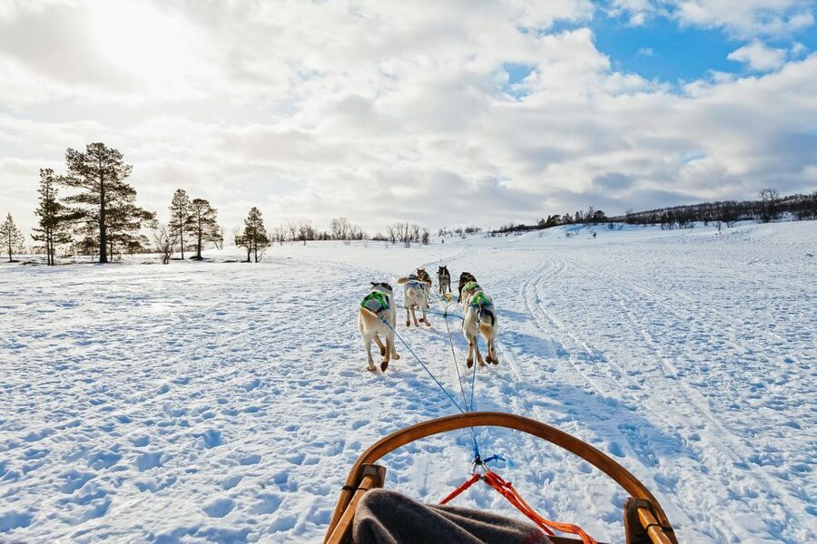 Tromsø: Husky Sled Self-Drive with Traditional Lunch - The fitness rules deserve your attention