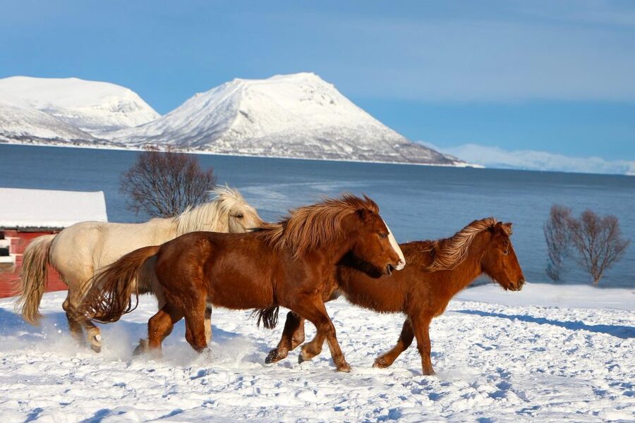 Tromsø: Lyngen Horse Stud Farm Visit - Key points to know before visiting
