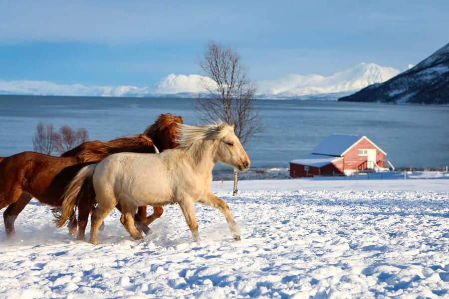 Tromsø: Lyngen Horse Stud Farm Visit - Why the Lyngshorse matters in Northern Norway