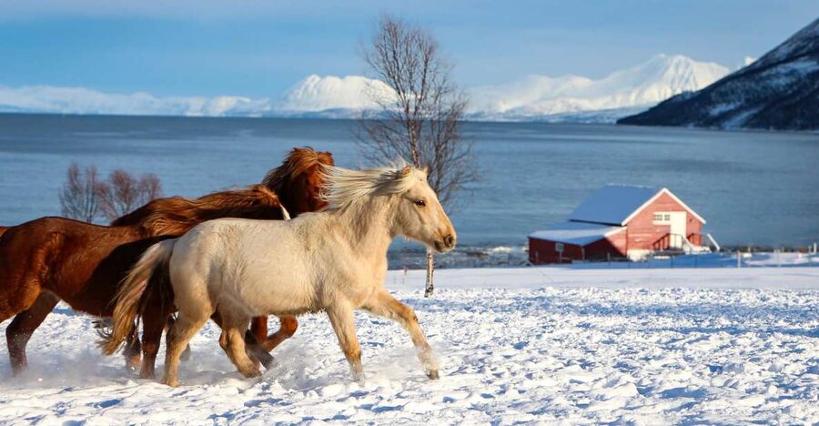 Tromsø: Lyngen Horse Stud Farm Visit - Two hours among mares, foals, and stallions