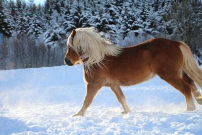Lyngen Horse Stud Farm Visit