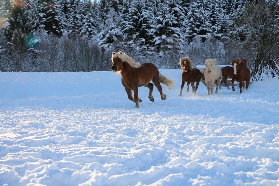 Tromsø: Lyngen Horse Stud Farm Visit - Is $188 fair for two hours?
