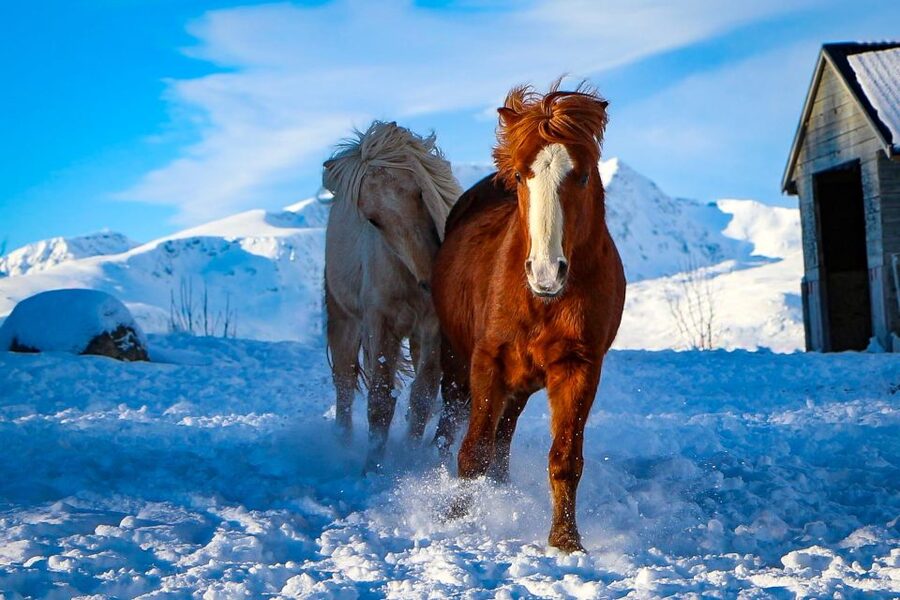Tromsø: Lyngen Horse Stud Farm Visit - Who should book this farm visit?