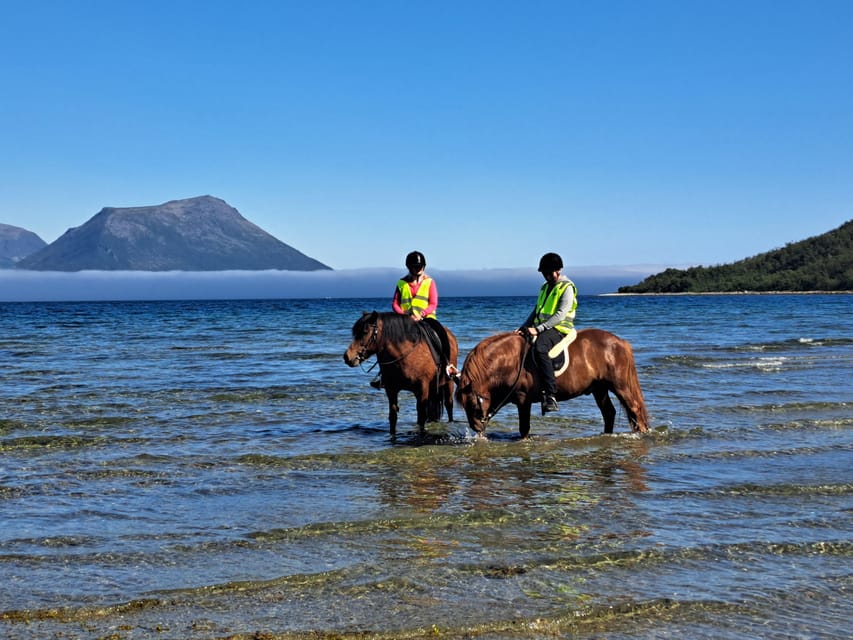 Tromsø: Lyngen Horse Summer Riding Experience - Key points to know before booking