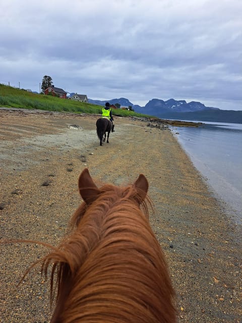Tromsø: Lyngen Horse Summer Riding Experience - Riding beside Grøtfjord for about an hour