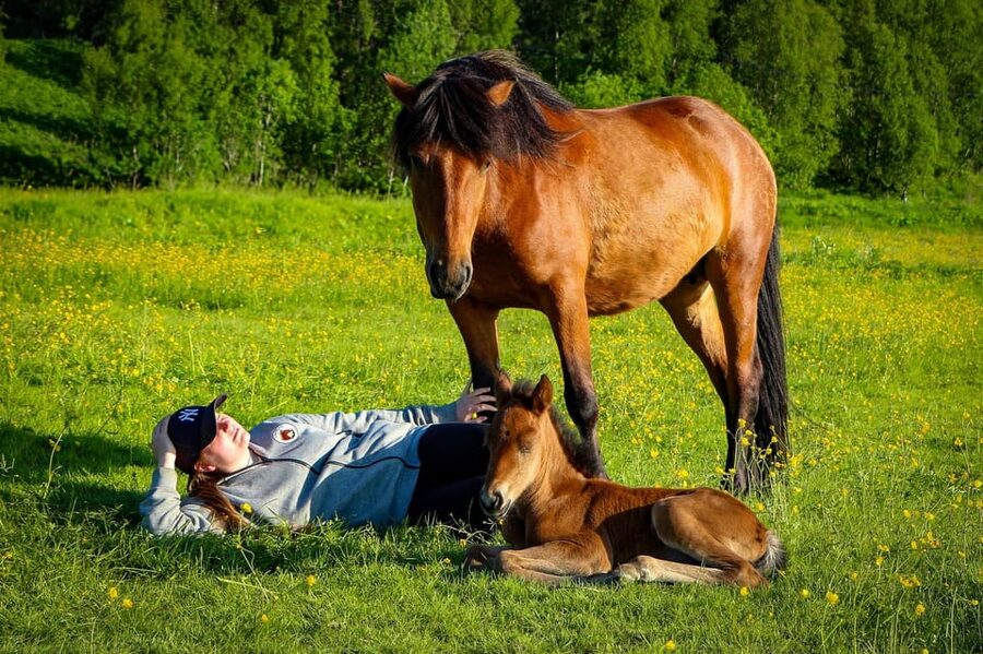 Tromsø: Lyngen Horse Summer Riding Experience - Is $196 a fair price?