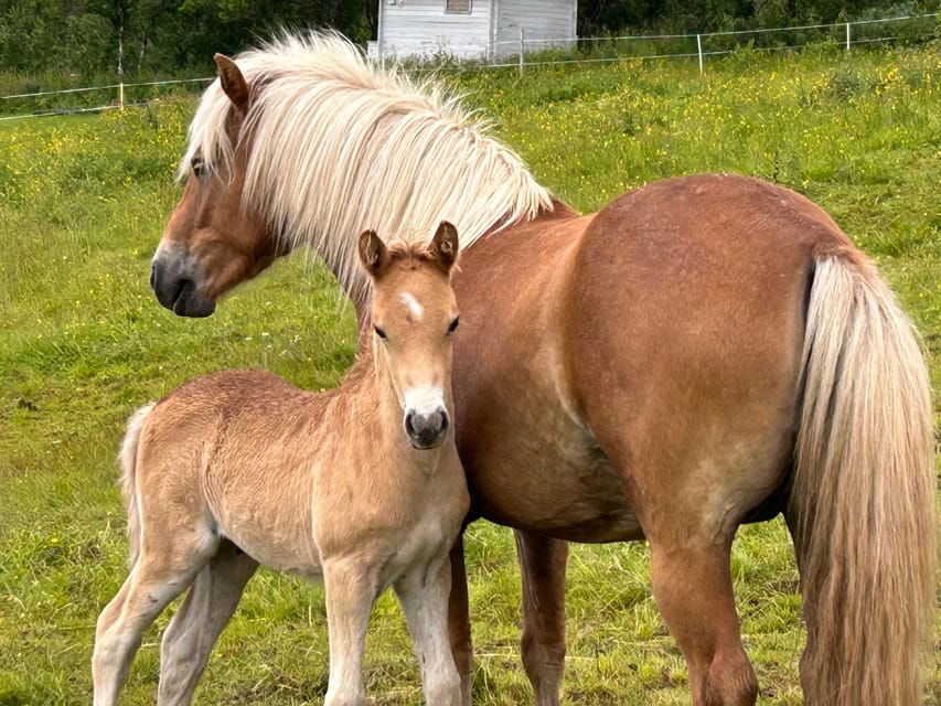 Tromsø: Lyngen Horse Summer Riding Experience - Grooming and saddling your own horse