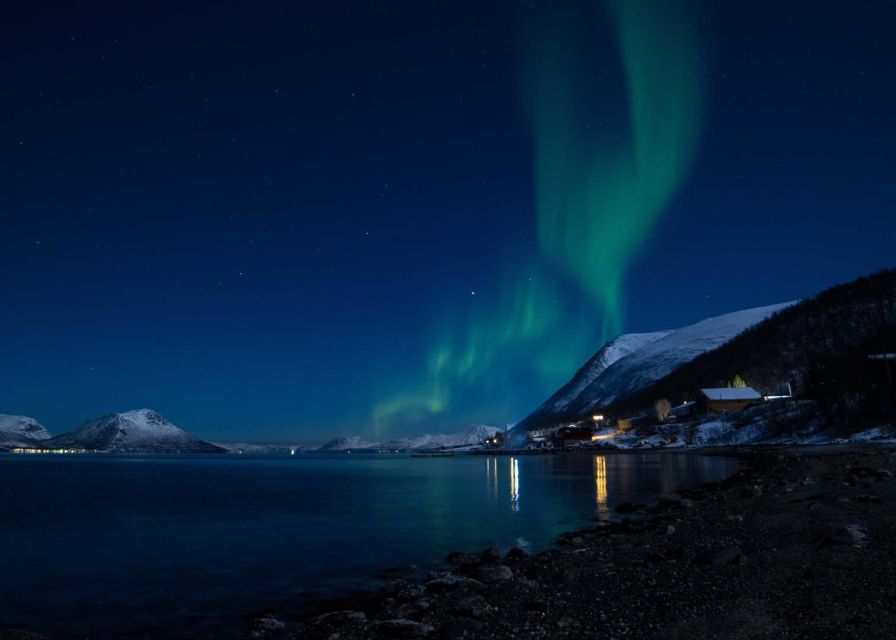 Tromsø: Lyngen Horse Winter Evening Riding Experience - Why the horse breed makes this different