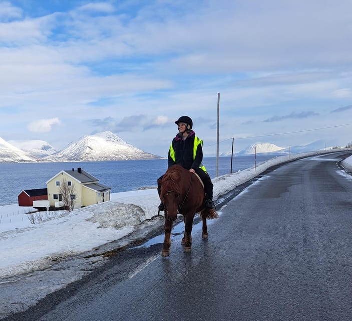 Tromsø: Lyngen Horse Winter Riding Experience - Why the Lyngen horse matters