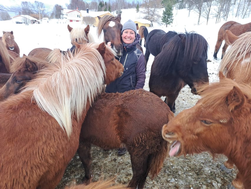 Tromsø: Lyngen Horse Winter Riding Experience - Meeting your horse and preparing in the stable