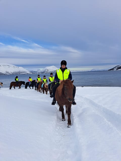 Tromsø: Lyngen Horse Winter Riding Experience - Sixty minutes beside Grøtfjord