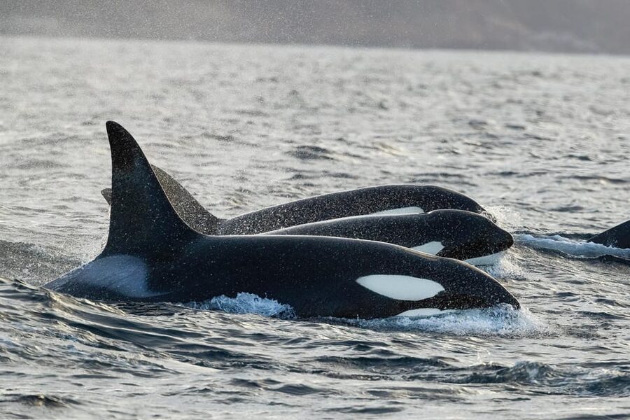 Tromsø: Orca and Whale Watching comfort heated boat Trip - Key Points Before You Book