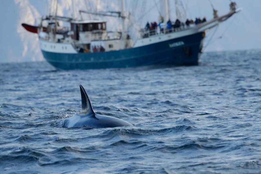 Tromsø: Orca and Whale Watching comfort heated boat Trip - Starting in Tromsø at Samuel Arnesens gate 5