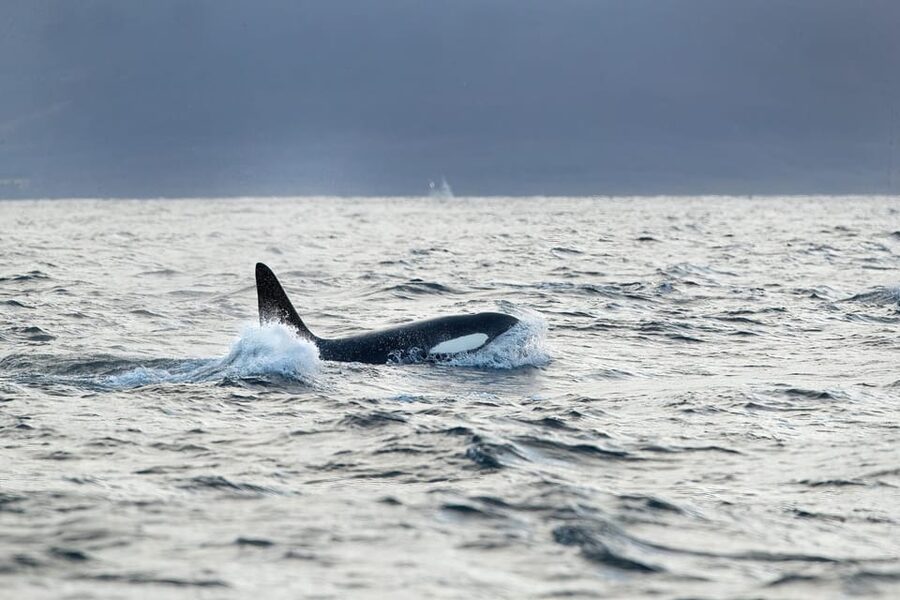 Tromsø: Orca and Whale Watching comfort heated boat Trip - Three Hours Searching for Orcas and Humpback Whales