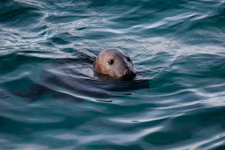 Tromsø: Orca and Whale Watching comfort heated boat Trip - Photography Help That Has Practical Value