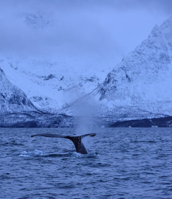 Tromsø: Orca and Whale Watching comfort heated boat Trip - Understanding the Eight-Hour Transfer
