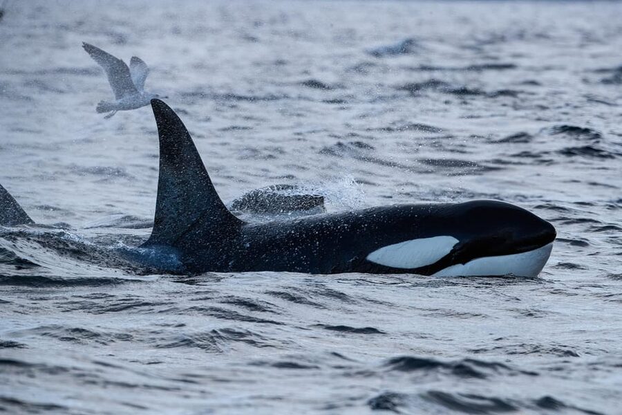 Tromsø: Orca and Whale Watching comfort heated boat Trip - Is $373 a Fair Price?