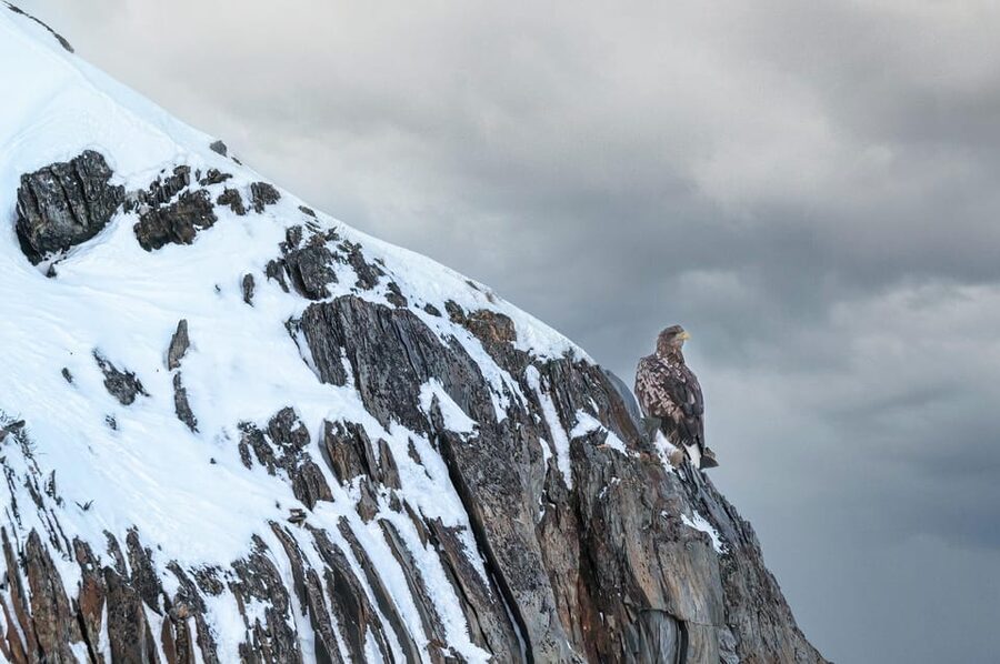 Tromsø: Orca and Whale Watching comfort heated boat Trip - Who Will Enjoy This Trip Most?
