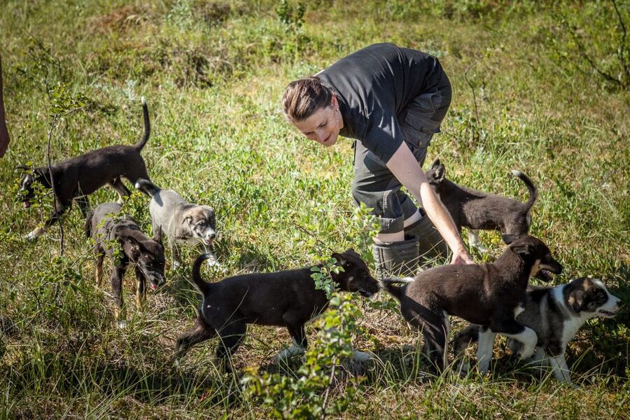 Tromsø: Puppy Training at the Husky Kennel with Lunch - Key points to know before booking