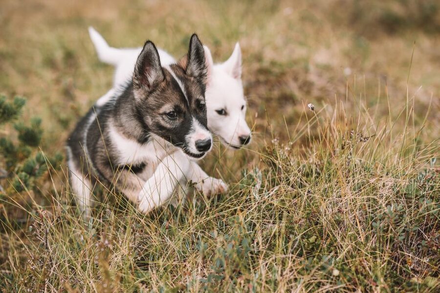 Tromsø: Puppy Training at the Husky Kennel with Lunch - The scenic ride from Tromsø to the kennel